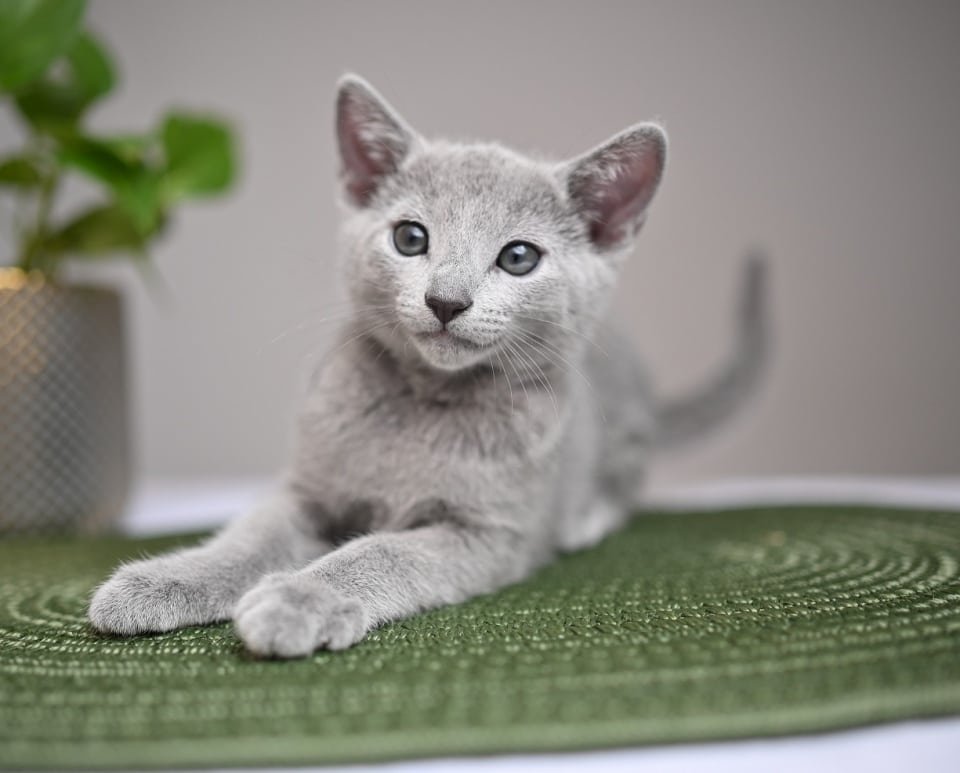 Russian blue cats for sale - Russian blueszz Cattery Russian blue cats for sale