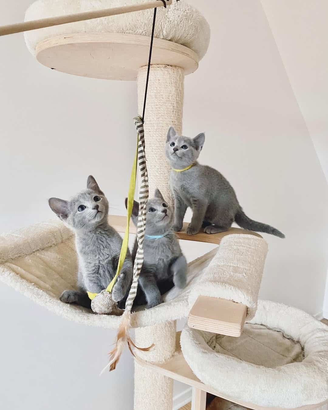 Russian Blue cats from Russian Blueszz Cattery
