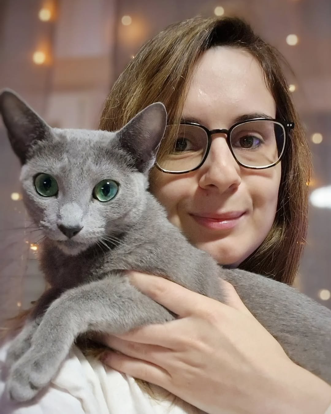 Adult Russian Blue cat from Russian Blueszz Cattery