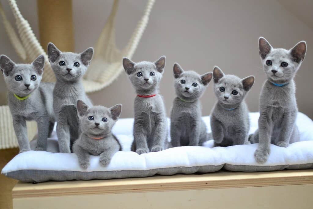 Russian Blue Kittens For Sale | Russian blueszz  Cattery