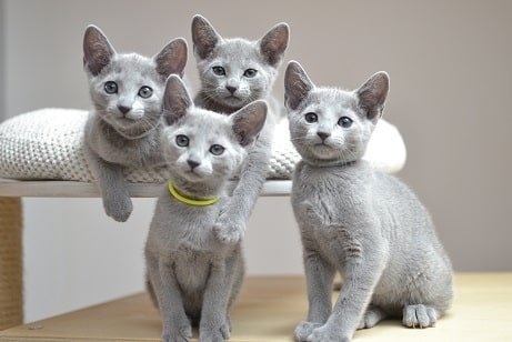 Russian Blue Kittens For Sale In Pennsylvania