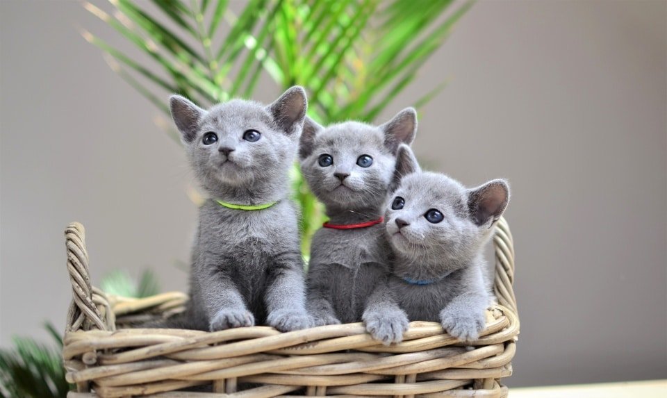 Russian Blueszz Cattery