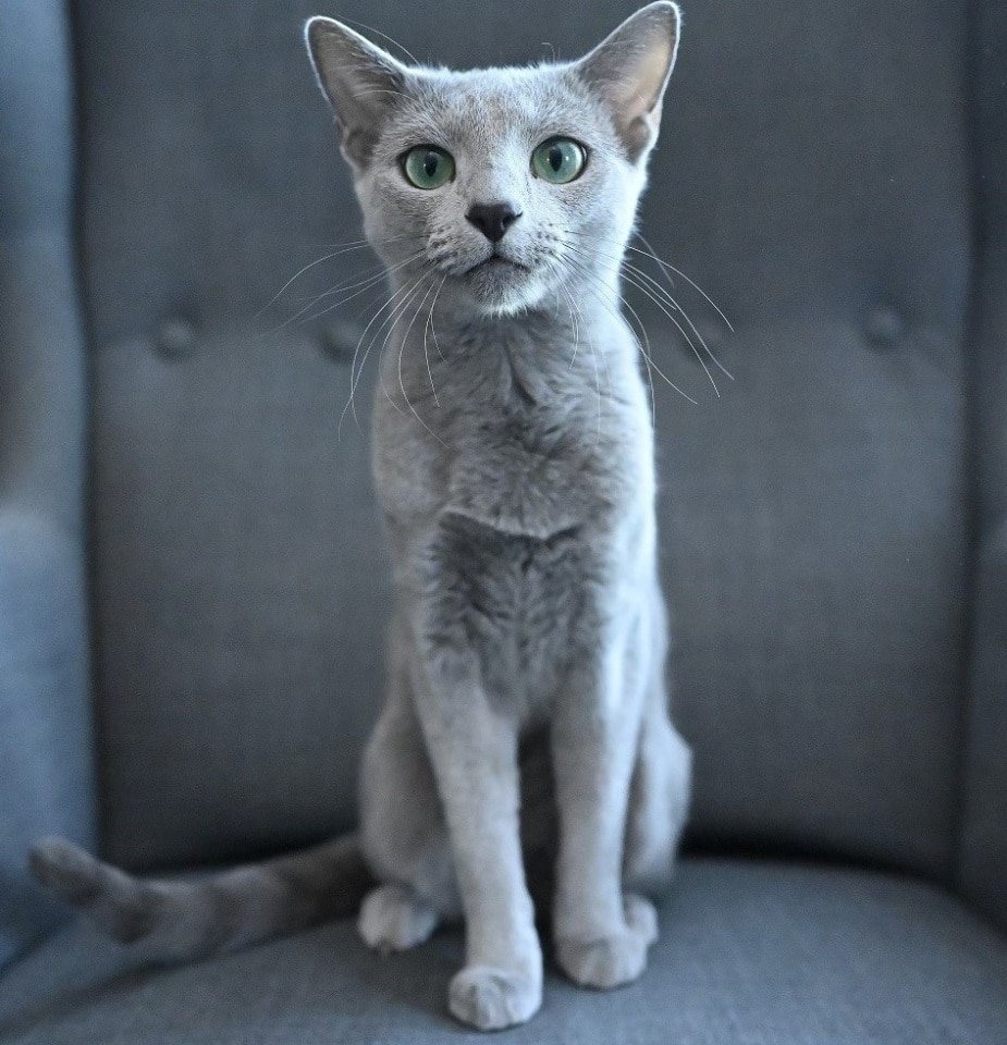 Russian Blueszz Cattery
