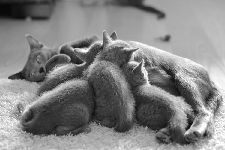 Russian Blue kittens for sale