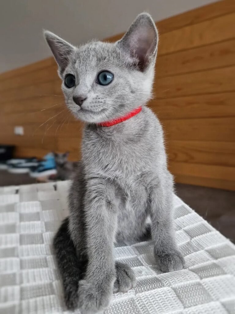 Russian Blue kittens in New Jersey