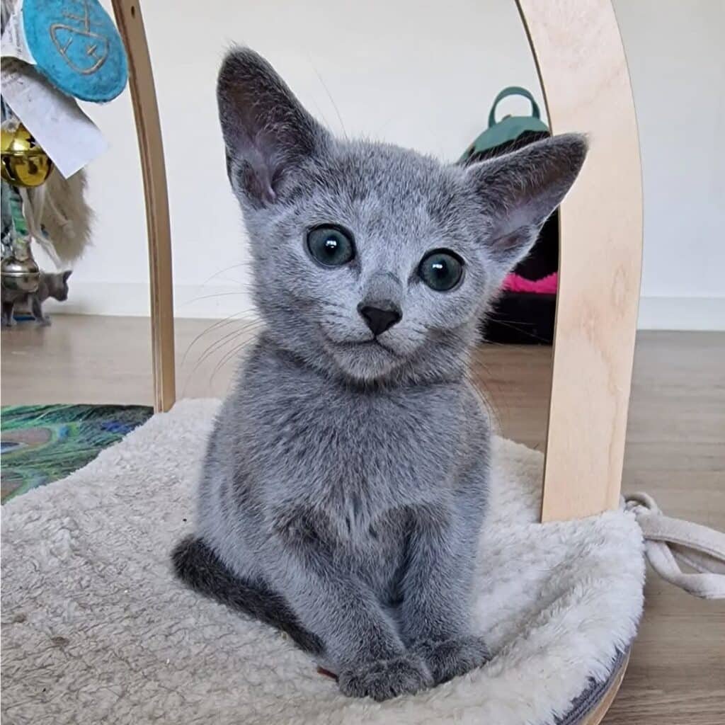 Russian Blue kittens in New Jersey