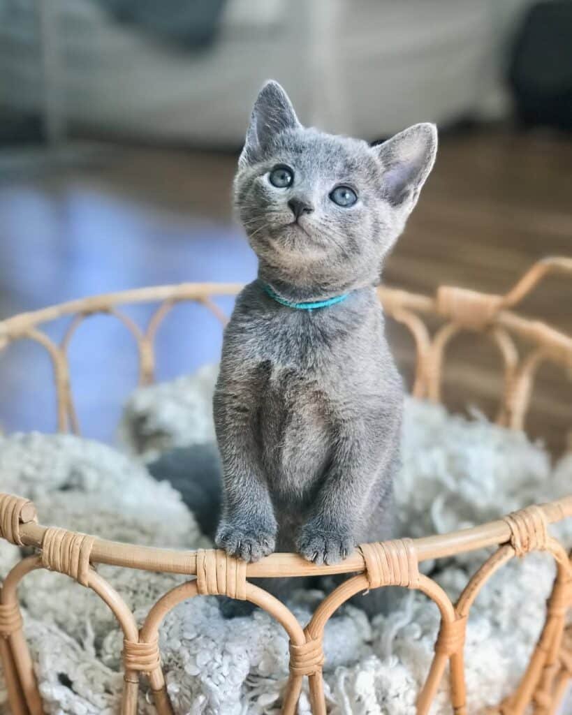 Russian Blue kittens in New Jersey