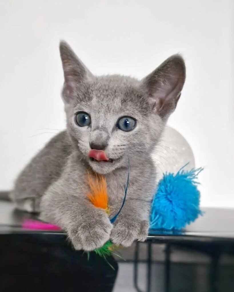Russian Blue kittens in New Jersey 4