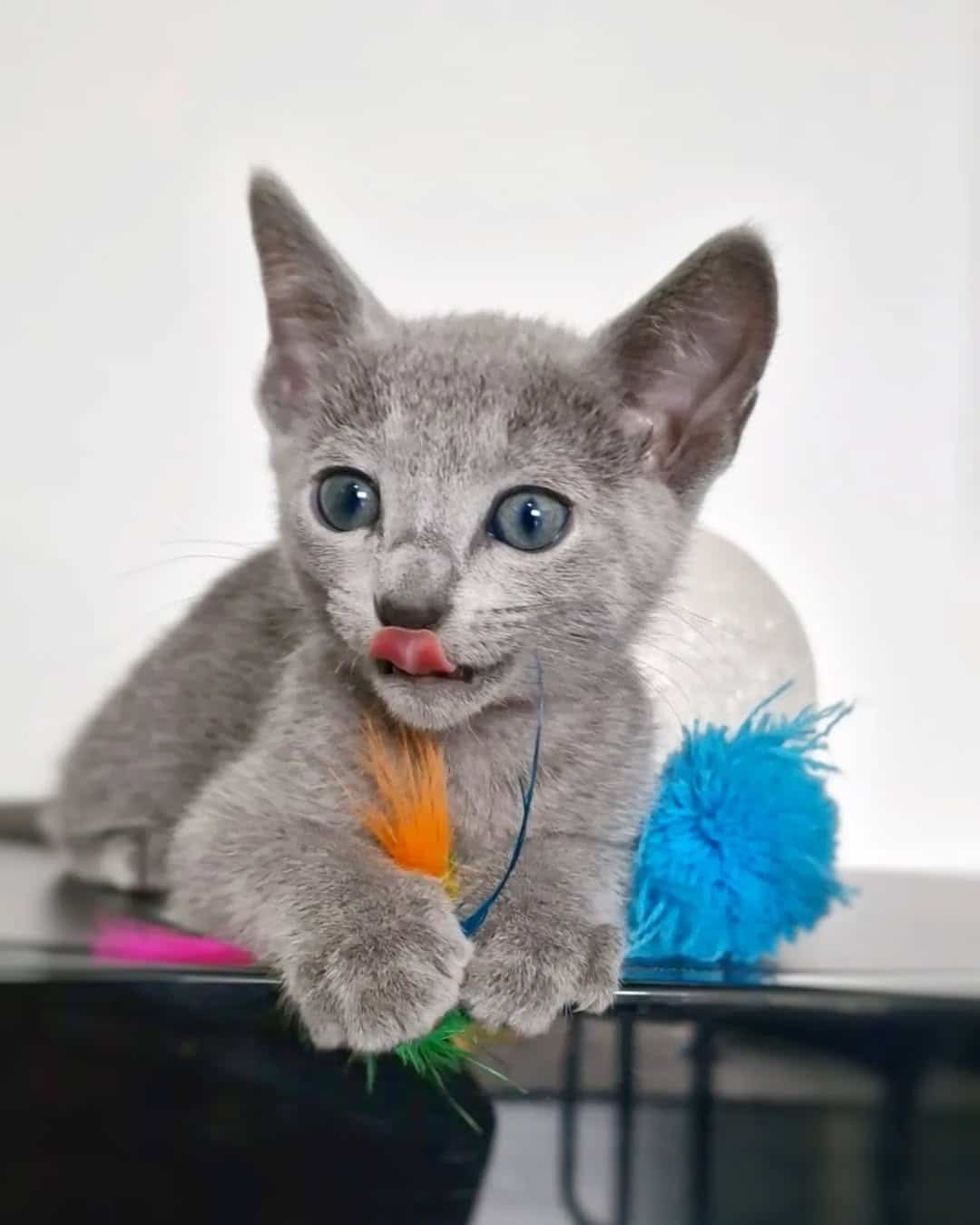 Russian Blue cat