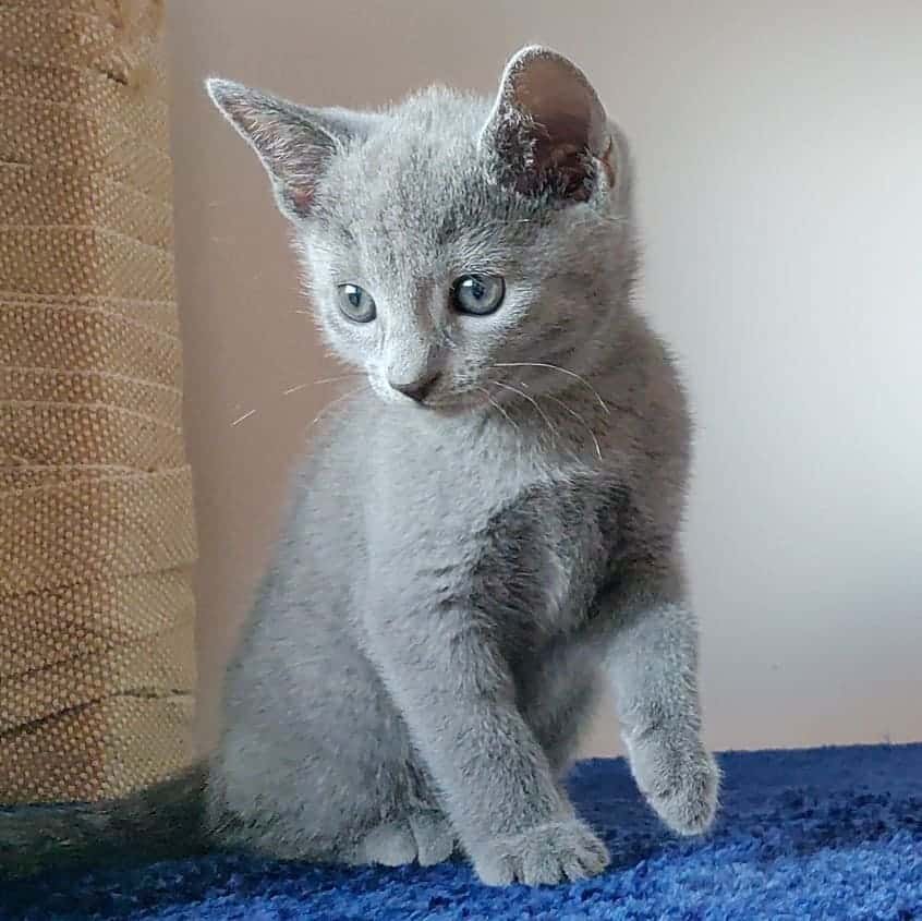 Russian Blue kittens in Massachusetts