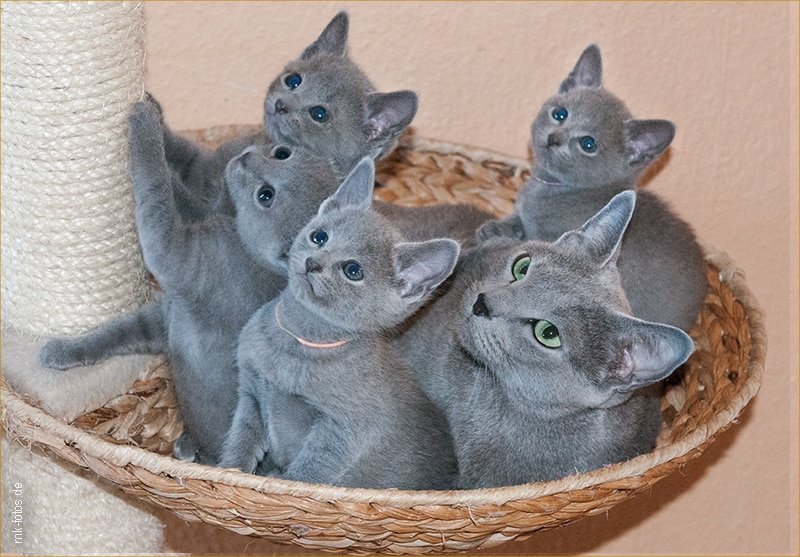 Russian Blue Kittens For Sale | Russian blueszz  Cattery