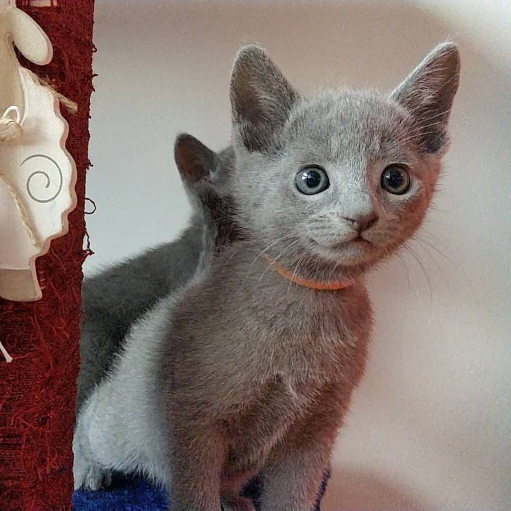 Russian Blue kittens in Massachusetts