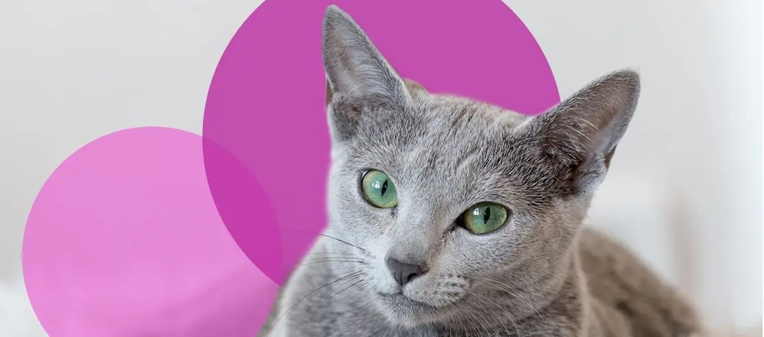 Adult Russian Blue cat